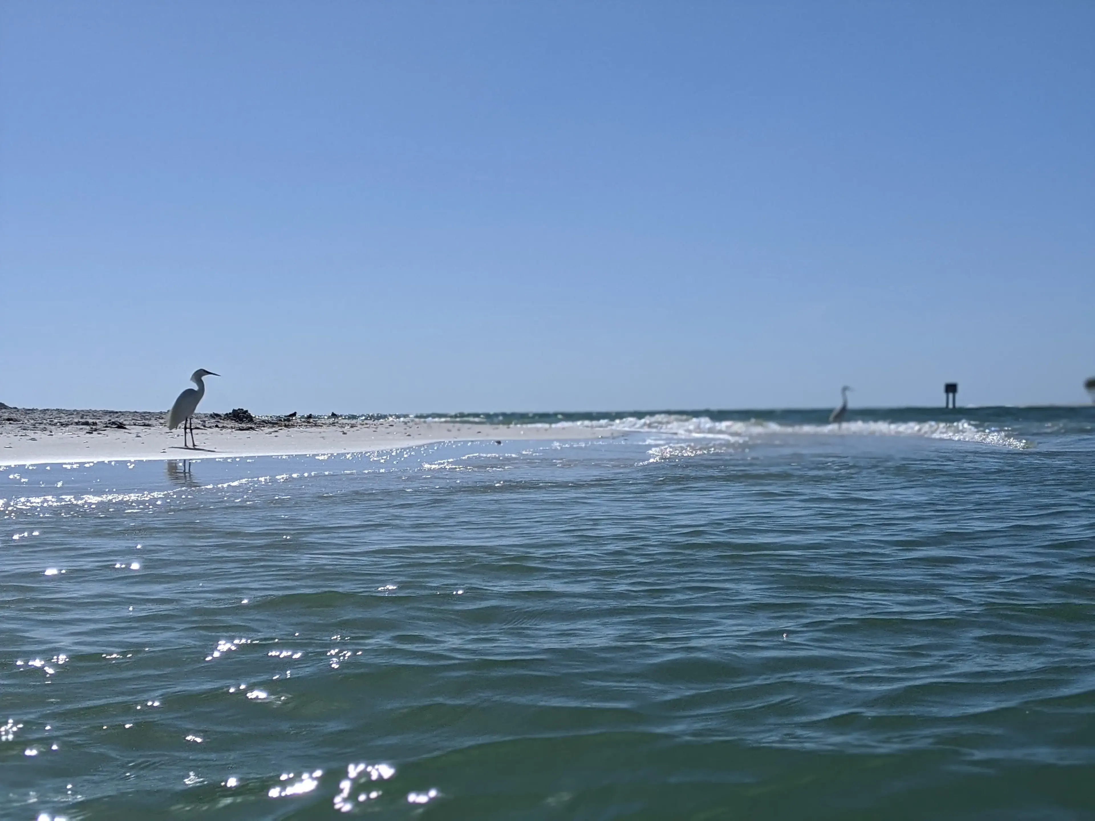 Egret on a Gulf sandbar near Fort Myers Beach
