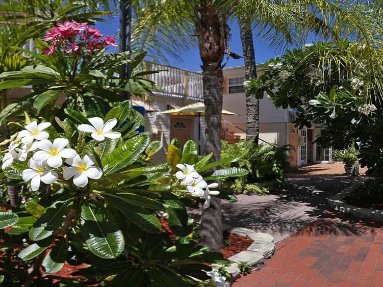 Plumeria and palms in the Manatee Bay Inn courtyard